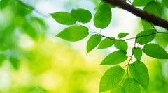 CAC-BUOC-TRIEN-KHAI-ISO-14001-ISO14001-Photo.jpg