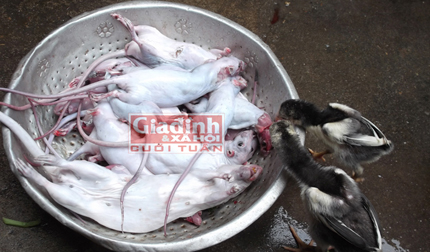 Kinh-hoang-chuot-bao-tu-phuc-vu-quy-ong-tang-cuong-sinh-ly-hinh1-17aaa.jpg